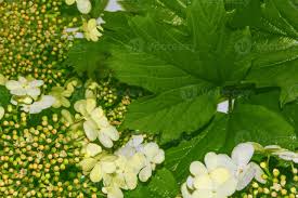 Attēlu rezultāti vaicājumam “Viburnum opulus bud”