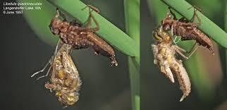 Attēlu rezultāti vaicājumam “Libellula quadrimaculata exuvia”