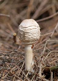 Attēlu rezultāti vaicājumam “Macrolepiota rhacodes var. bohemica”