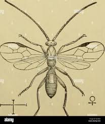 Attēlu rezultāti vaicājumam “Euura brevicornis”