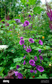 Image result for Malva sylvestris var. mauritiana