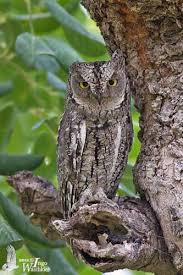 Image result for Otus scops