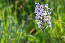 Attēlu rezultāti vaicājumam “Orchis militaris flower”