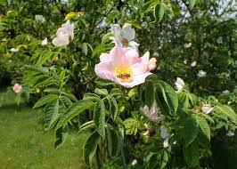 Attēlu rezultāti vaicājumam “xComagaria rosea”