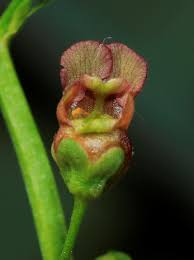 Attēlu rezultāti vaicājumam “Scrophularia umbrosa”