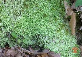 Attēlu rezultāti vaicājumam “Plagiothecium undulatum”