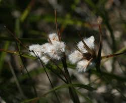 Attēlu rezultāti vaicājumam “Eriophorum gracile fruit”