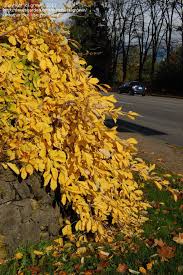 Attēlu rezultāti vaicājumam “Hamamelis vernalis leaf”