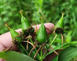 Attēlu rezultāti vaicājumam “Hypericum perforatum bud”