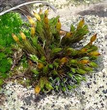 Attēlu rezultāti vaicājumam “Orthotrichum anomalum”