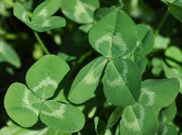 Attēlu rezultāti vaicājumam “Trifolium repens leaf”