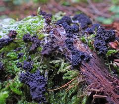 Attēlu rezultāti vaicājumam “Symphytocarpus impexus sessile”