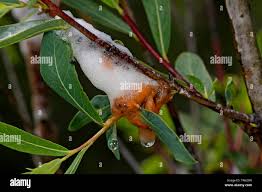 Attēlu rezultāti vaicājumam “Aphrophora salicina”