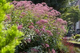 Image result for Eupatorium cannabinum