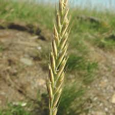 Attēlu rezultāti vaicājumam “Elytrigia repens subsp. arenosa”