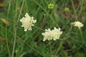 Image result for Scabiosa ochroleuca