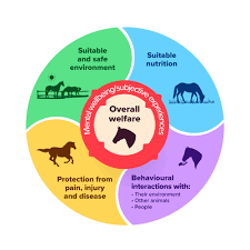 Image result for British Horse Society