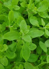 Image result for Majoran