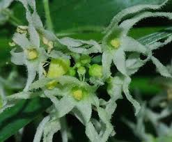 Attēlu rezultāti vaicājumam “Echinocystis lobata flower”