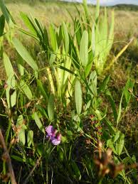 Attēlu rezultāti vaicājumam “Lathyrus palustris leaf”