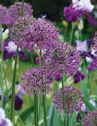Attēlu rezultāti vaicājumam “Allium cepa flower”