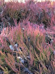 Attēlu rezultāti vaicājumam “Calluna vulgaris fruit”