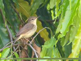 Attēlu rezultāti vaicājumam “Acrocephalus dumetorum”