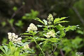 Attēlu rezultāti vaicājumam “Sambucus racemosa”