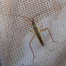 Attēlu rezultāti vaicājumam “Dienerella elongata”