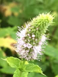 Attēlu rezultāti vaicājumam “Mentha spicata flower”