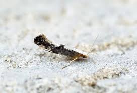 Attēlu rezultāti vaicājumam “Argyresthia spinosella”