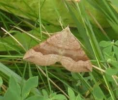 Attēlu rezultāti vaicājumam “Scotopteryx chenopodiata”