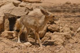 Attēlu rezultāti vaicājumam “Vulpes zerda”