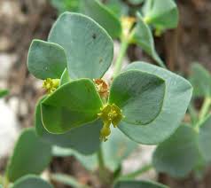 Attēlu rezultāti vaicājumam “Brachycera”