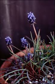 Attēlu rezultāti vaicājumam “Muscari neglectum flower”