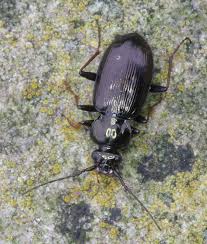 Attēlu rezultāti vaicājumam “Loricera pilicornis”