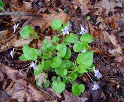 Attēlu rezultāti vaicājumam “Viola rupestris leaf”