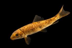 Image result for Catostomus commersonii