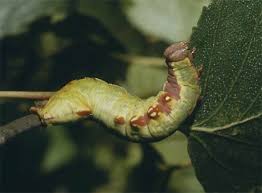 Attēlu rezultāti vaicājumam “Notodonta dromedarius”