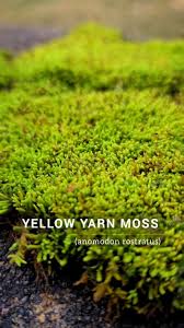 Attēlu rezultāti vaicājumam “Anomodon”