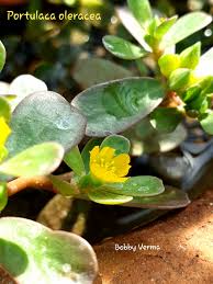 Attēlu rezultāti vaicājumam “Portulaca oleracea leaf”