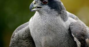 Attēlu rezultāti vaicājumam “Accipiter gentilis adult”