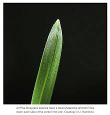 Attēlu rezultāti vaicājumam “Poa trivialis leaf”