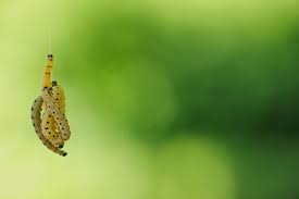 Attēlu rezultāti vaicājumam “Yponomeuta malinellus / cagnagella imago”