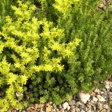 Attēlu rezultāti vaicājumam “Sedum acre leaf”