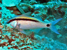 Image result for Parupeneus trifasciatus