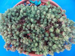 Attēlu rezultāti vaicājumam “Sedum pallidum leaf”