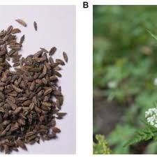 Attēlu rezultāti vaicājumam “Torilis japonica fruit”