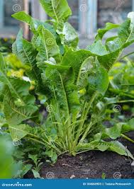 Attēlu rezultāti vaicājumam “Armoracia rusticana”