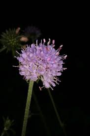 Attēlu rezultāti vaicājumam “Succisa pratensis leaf”